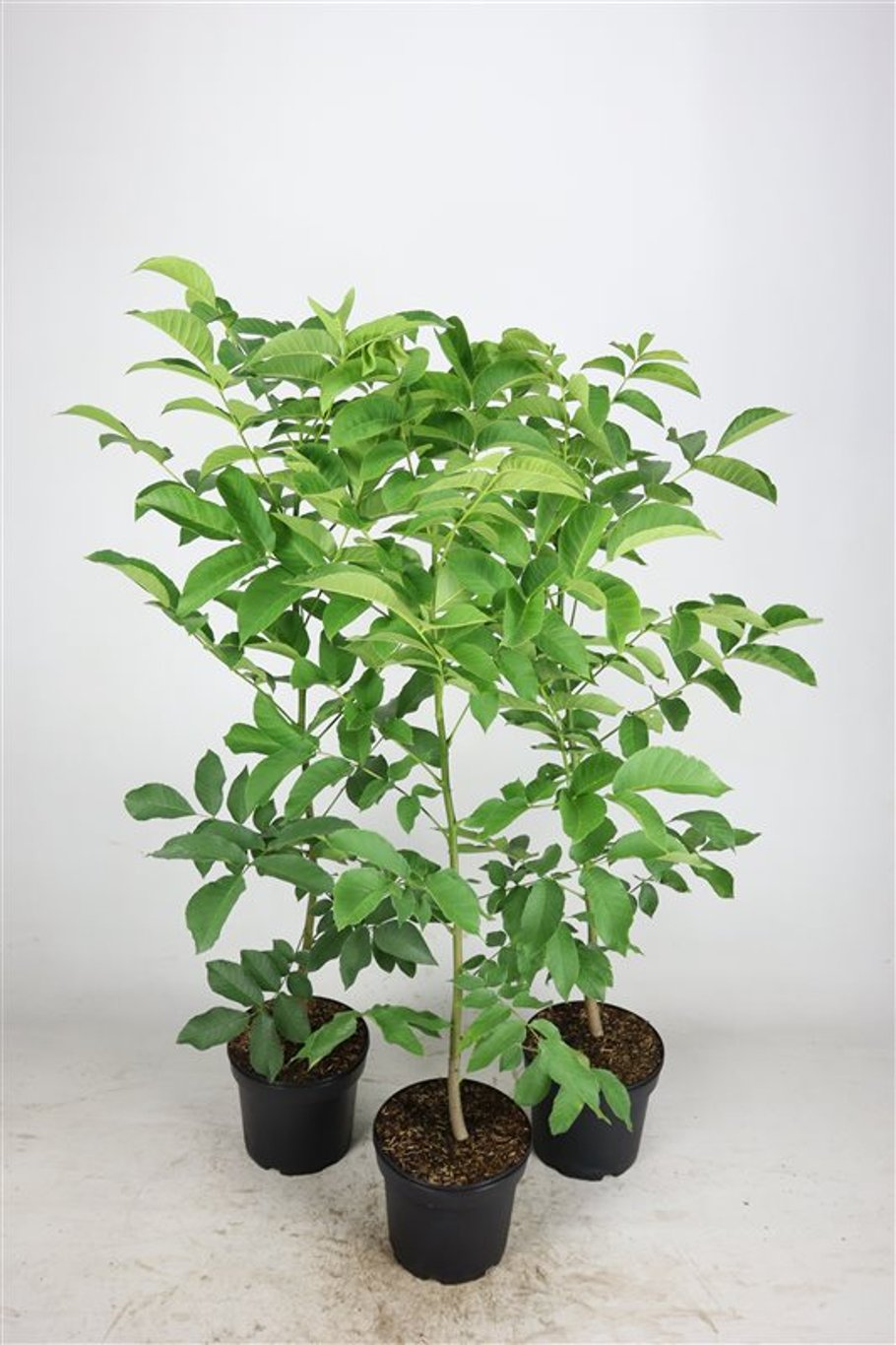 Juglans regia - C5 80-100 CM